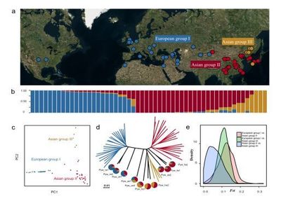 南京农业大学梨课题组揭示梨的起源、分化与驯化历程
