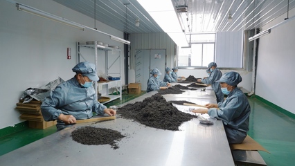 “刺梨红茶!”瓮安茶产品又添新成员